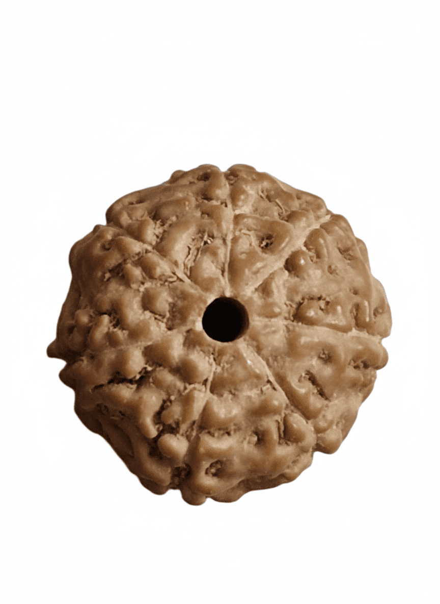 7 Mukhi Rudraksha Benefits — Wealth, Health & Planet Saturn Remedy