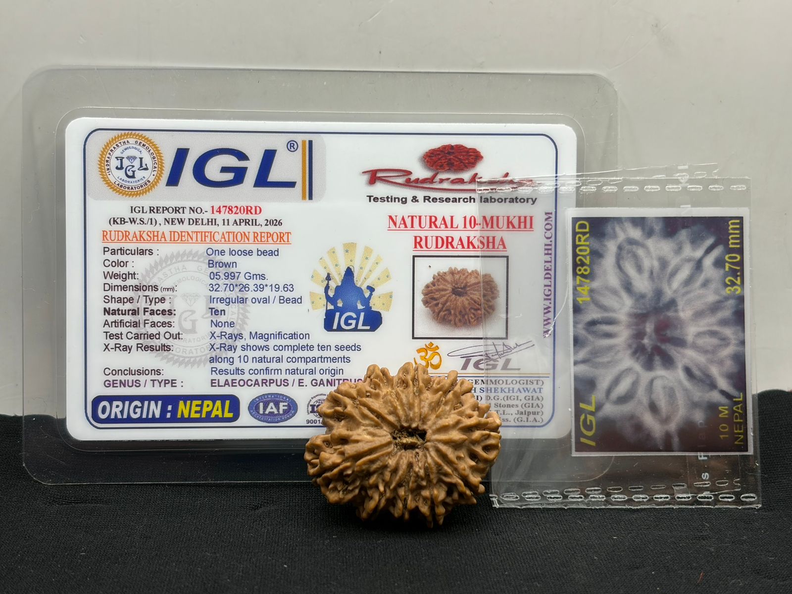 Original 10 Mukhi Nepal Rudraksha Full Seed - IGL Certified - Lord Vishnu Protection Bead