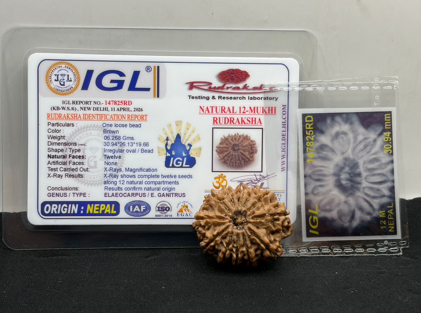 Original 12 Mukhi Nepal Rudraksha Full Seed - IGL Certified - Lord Surya Blessing | 30mm | 35mm