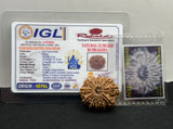 Original 12 Mukhi Nepal Rudraksha Full Seed - IGL Certified - Lord Surya Blessing | 30mm | 35mm