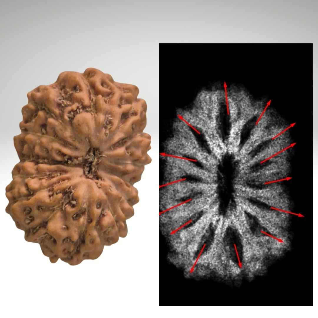 12 Mukhi Indonesian with X-ray