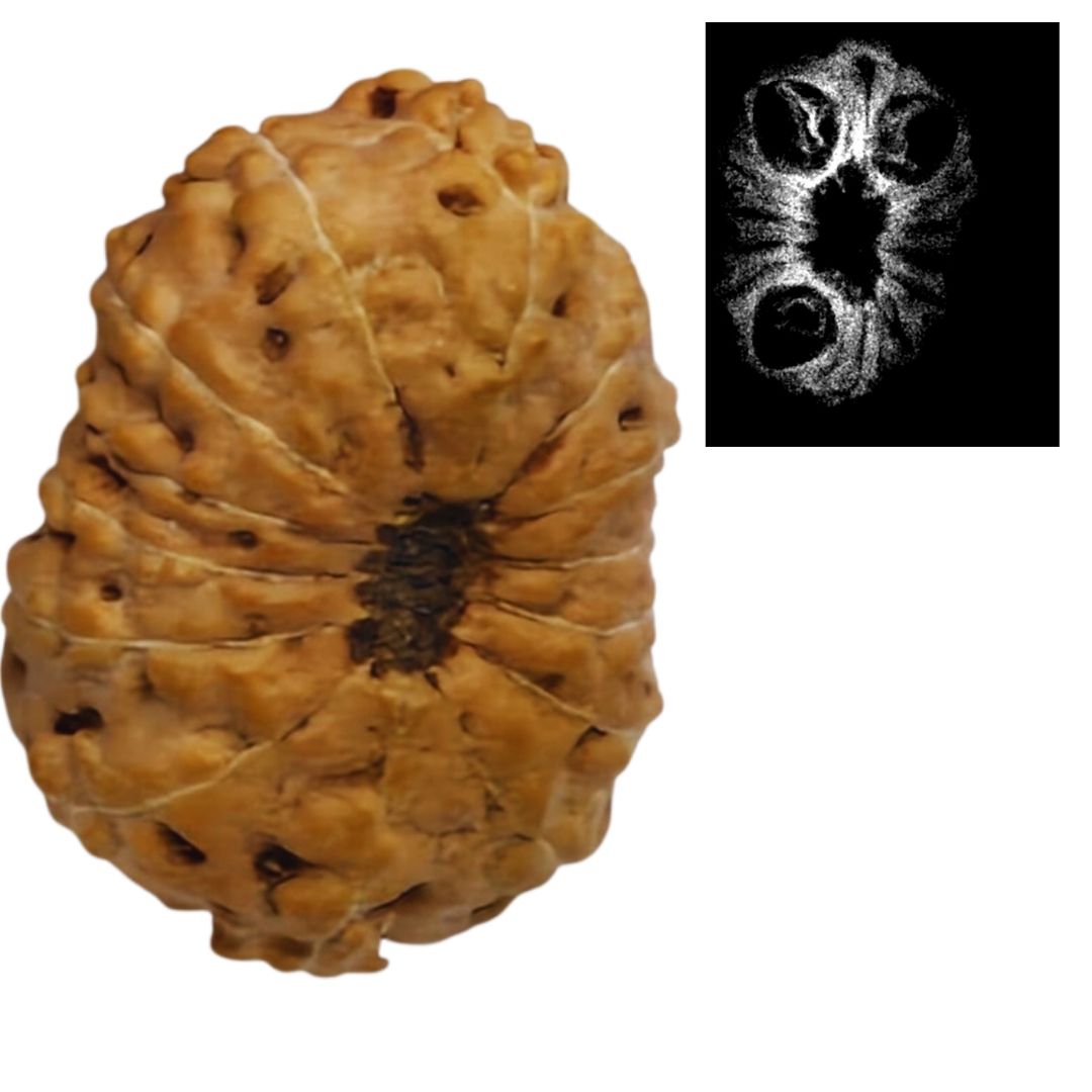 14 Mukhi Indonesian Rudraksha (12-15mm+ with X-Ray) – Supreme Protection of Lord Hanuman & Lord Shiva for Fearlessness & Success