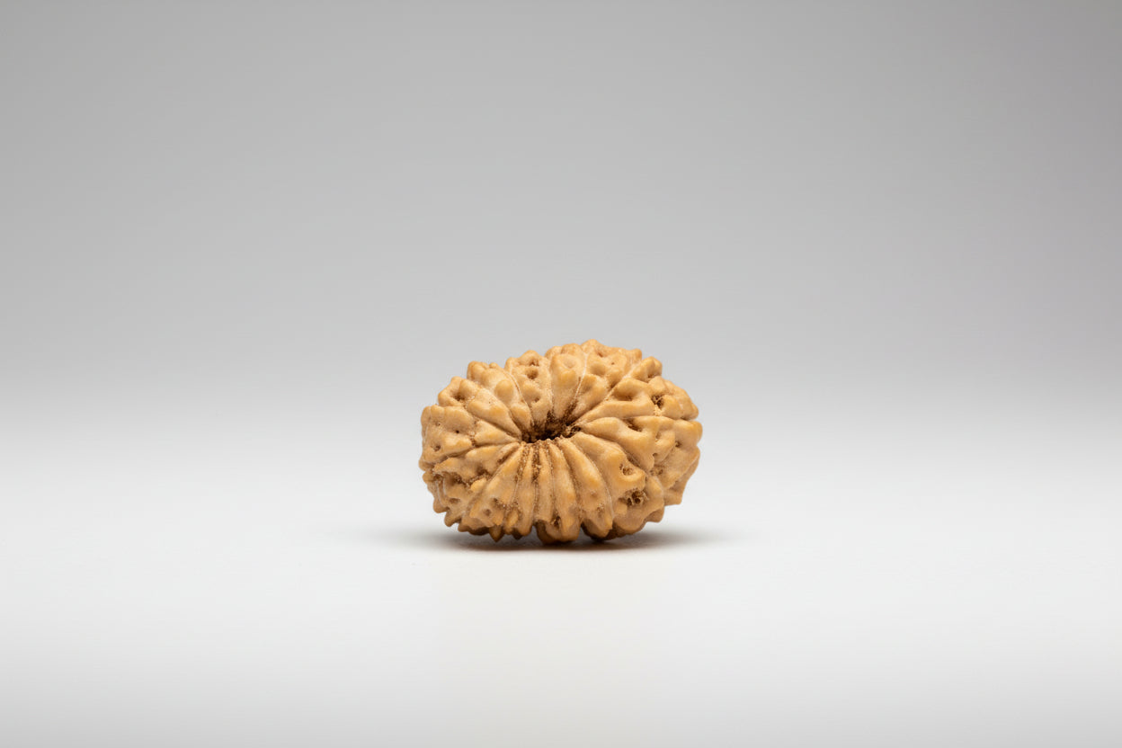 15 Mukhi Indonesian Rudraksha (16mm+ with X-Ray) – Divine Blessings of Lord Pashupatinath (Shiva) for Love, Healing & Manifestation