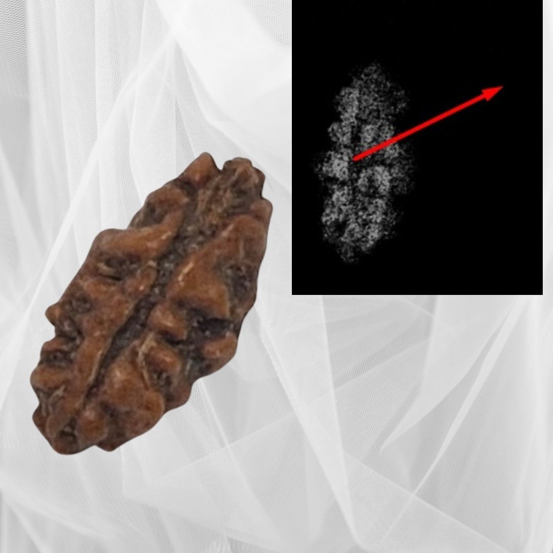 1 Mukhi Small Rudraksha with X-Ray Certificate