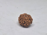 6 Mukhi Nepal Rudraksha (19-22mm Premium Bead) with xray – Wisdom, Focus & Emotional Strength