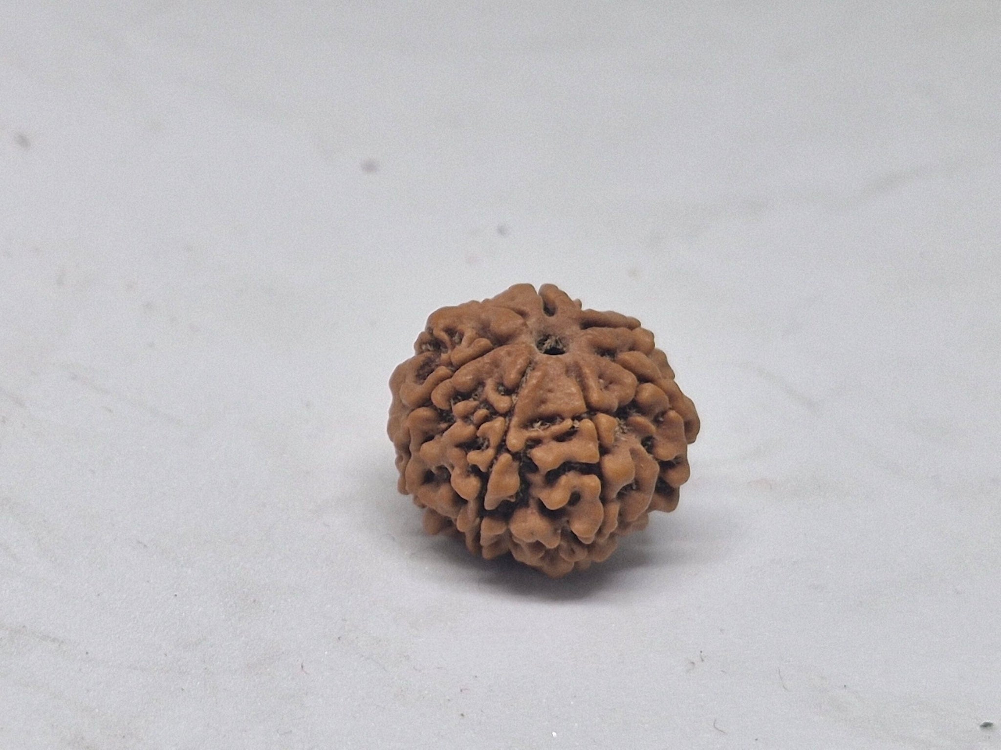 6 Mukhi Nepal Rudraksha (19-22mm Premium Bead) with xray – Wisdom, Focus & Emotional Strength