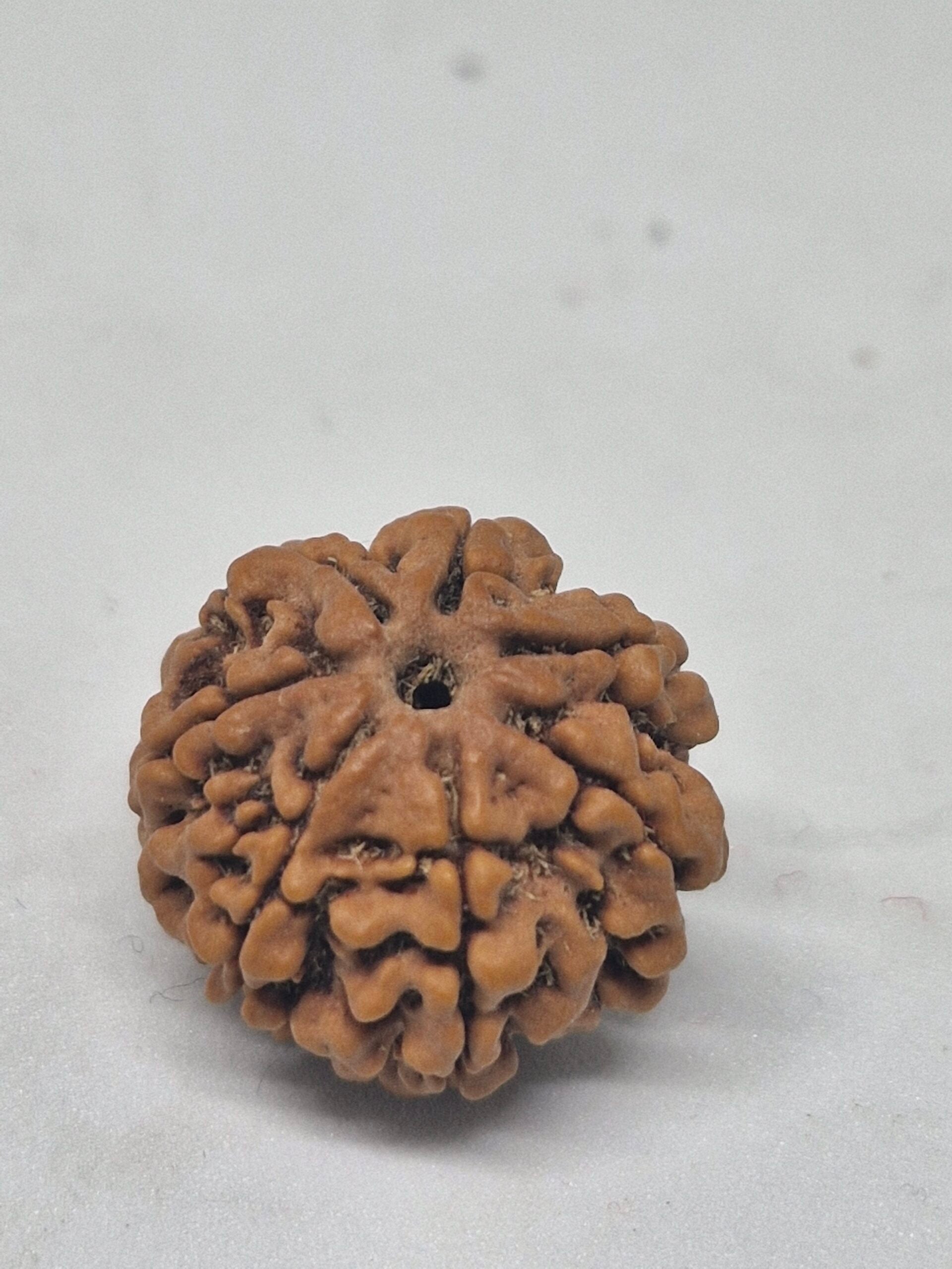 6 Mukhi Nepal Rudraksha (19-22mm Premium Bead) with xray – Wisdom, Focus & Emotional Strength