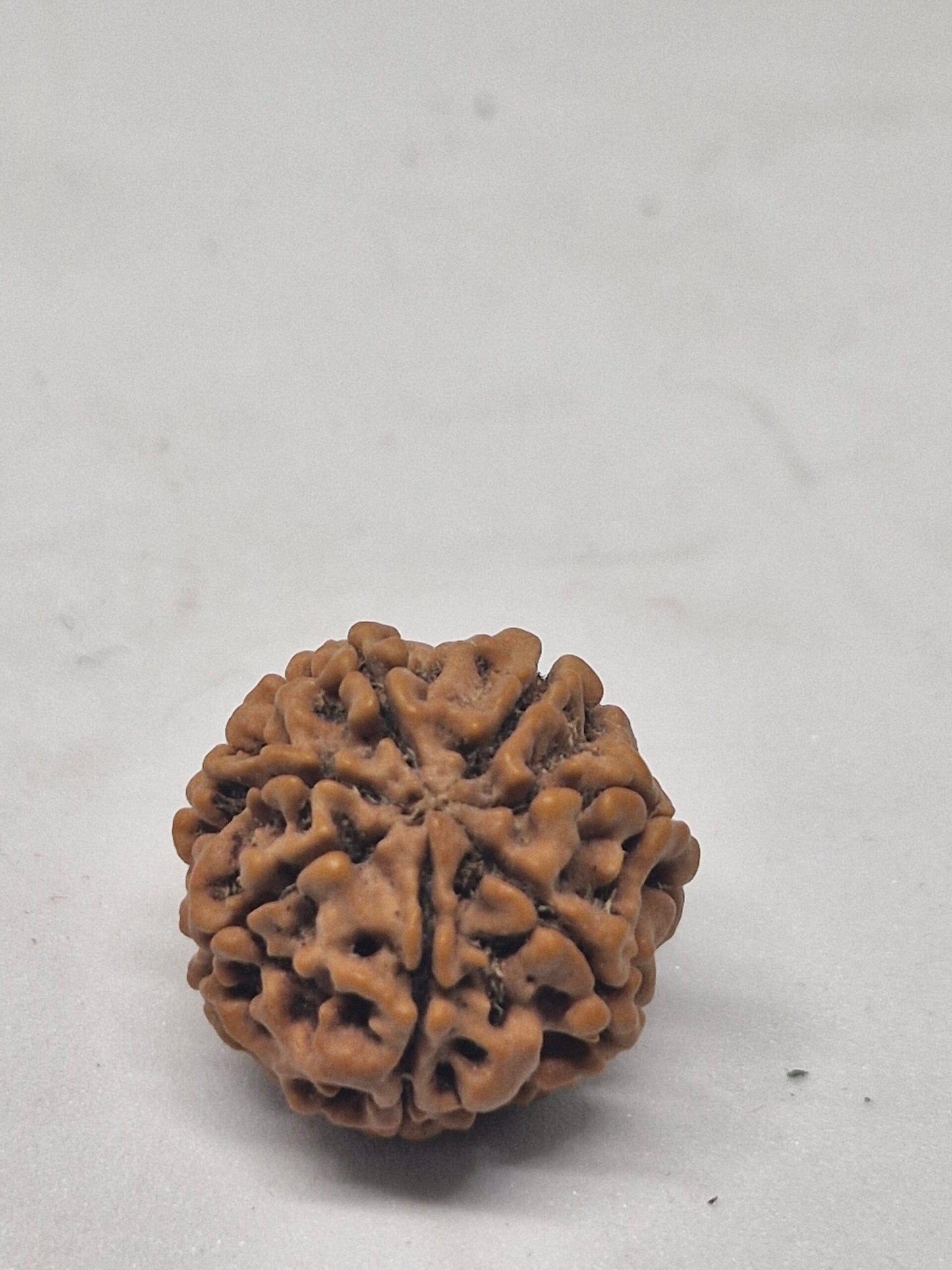 6 Mukhi Nepal Rudraksha (19-22mm Premium Bead) with xray – Wisdom, Focus & Emotional Strength
