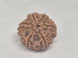 6 Mukhi Nepal Rudraksha (19-22mm Premium Bead) with xray – Wisdom, Focus & Emotional Strength