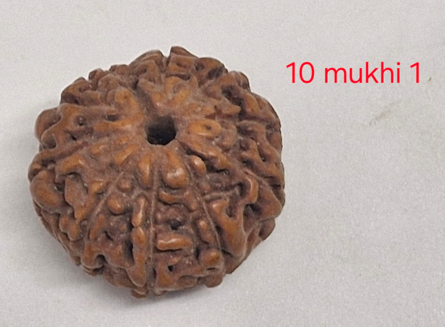 10 mukhi Java Rudraksha - 16mm+ up - Premium - with Xray