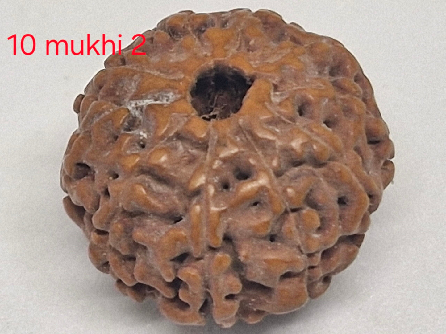 10 mukhi Java Rudraksha - 16mm+ up - Premium - with Xray