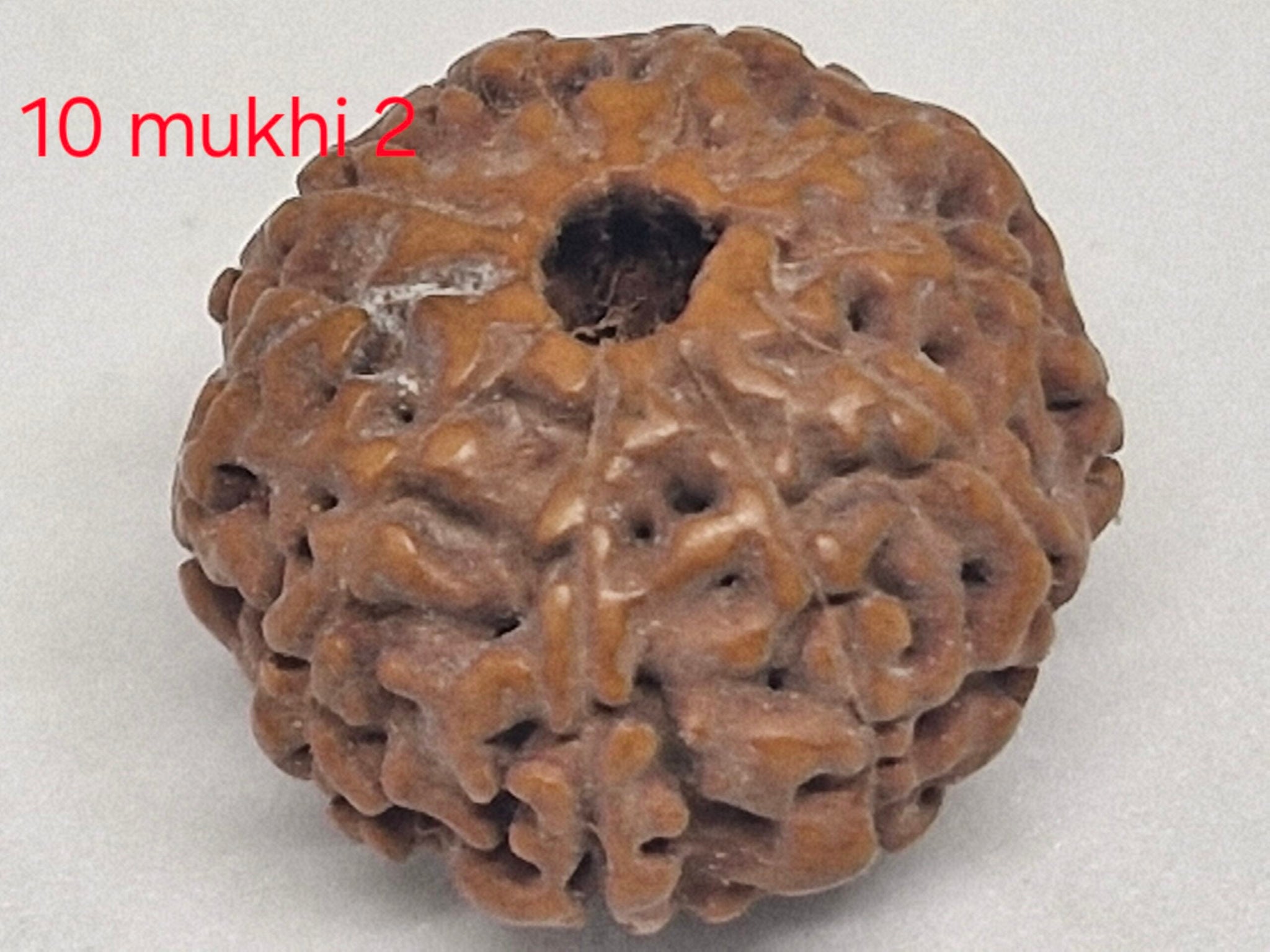 10 mukhi Java Rudraksha - 16mm+ up - Premium - with Xray