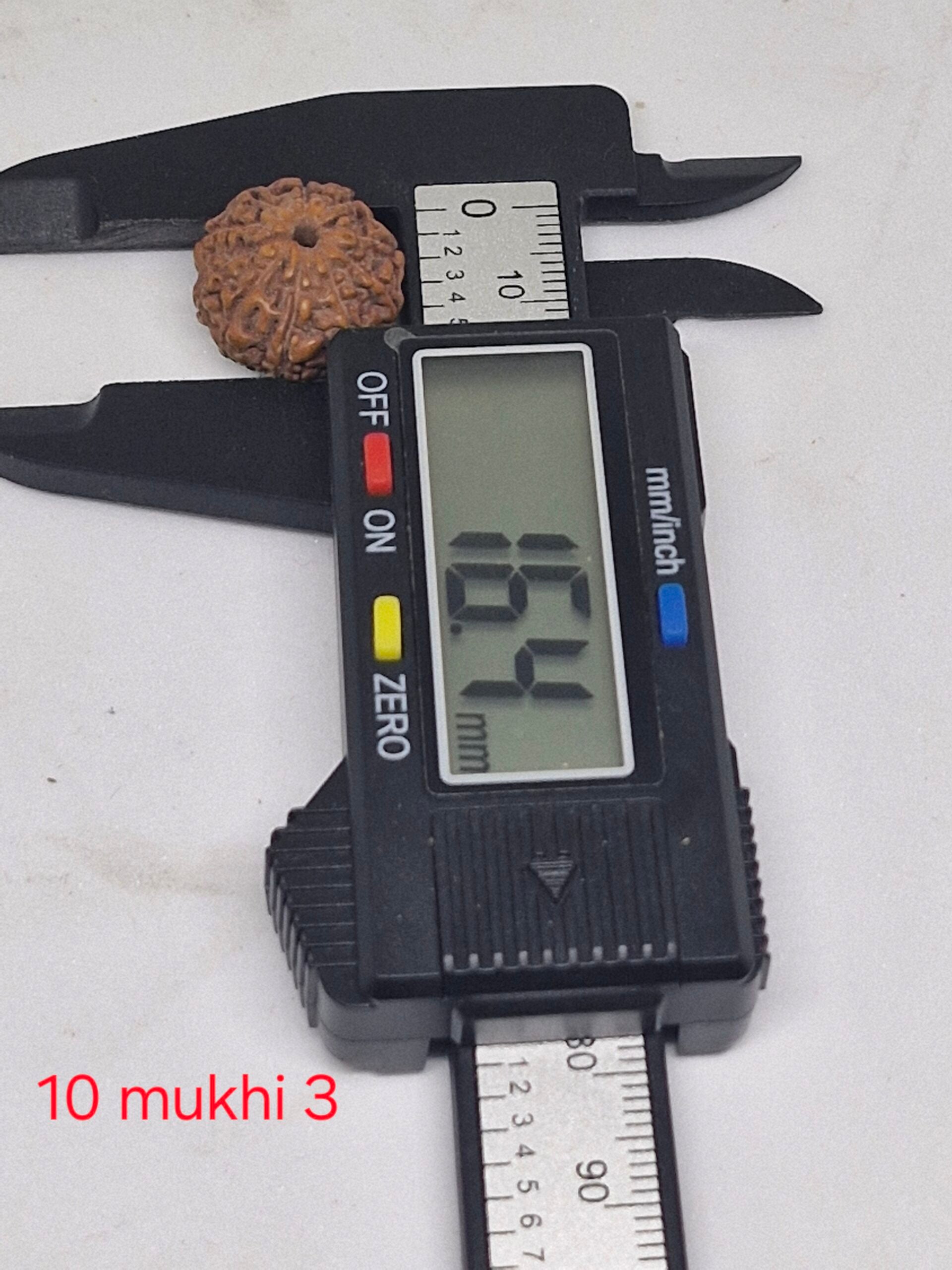 10 mukhi Java Rudraksha - 16mm+ up - Premium - with Xray