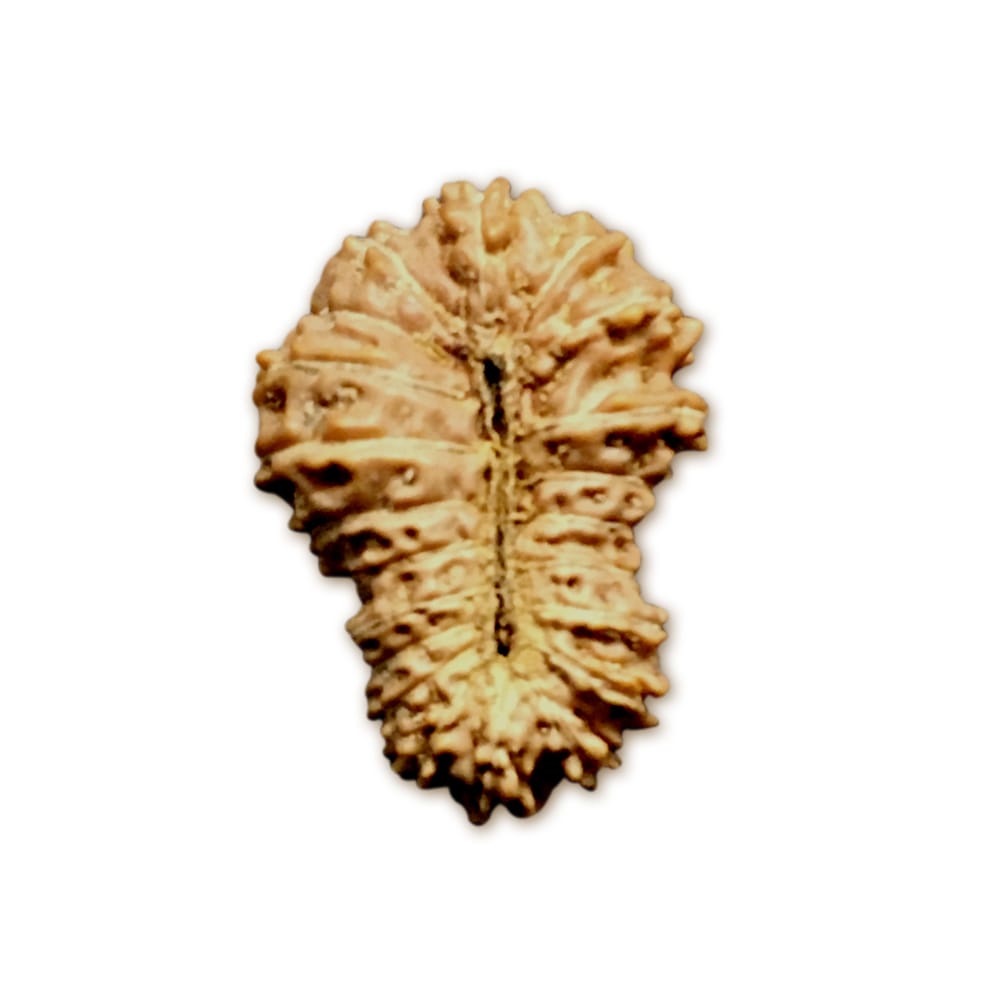 21 Mukhi Indonesian Rudraksha (16mm+ with X-Ray) – Supreme Grace for Liberation, Protection & Spiritual Evolution