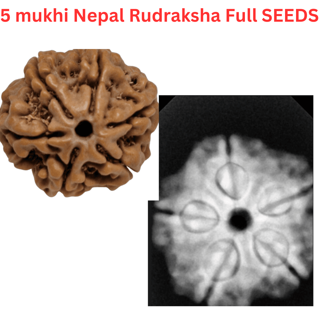 🕉️ 5 Mukhi Nepal Rudraksha – Sacred Bead of Lord Kalagni Rudra for Peace, Health & Protection