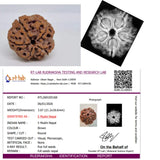 🕉️ 5 Mukhi Nepal Rudraksha – Sacred Bead of Lord Kalagni Rudra for Peace, Health & Protection