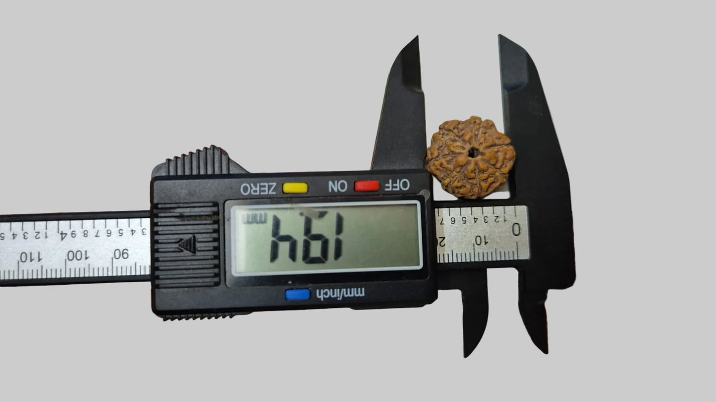 7 Mukhi Indonesian Rudraksha 17mm+ – Lab Certified Full Compartment Bead with X-Ray Certificate | Rudraksha-Store