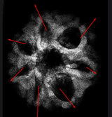 7 Mukhi Indonesian Rudraksha 17mm+ – Lab Certified Full Compartment Bead with X-Ray Certificate | Rudraksha-Store