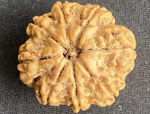 Original 8 Mukhi Nepal Rudraksha Full Seed - X-Ray Certified - Lord Ganesha Blessed