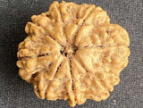 Original 8 Mukhi Nepal Rudraksha Full Seed - X-Ray Certified - Lord Ganesha Blessed