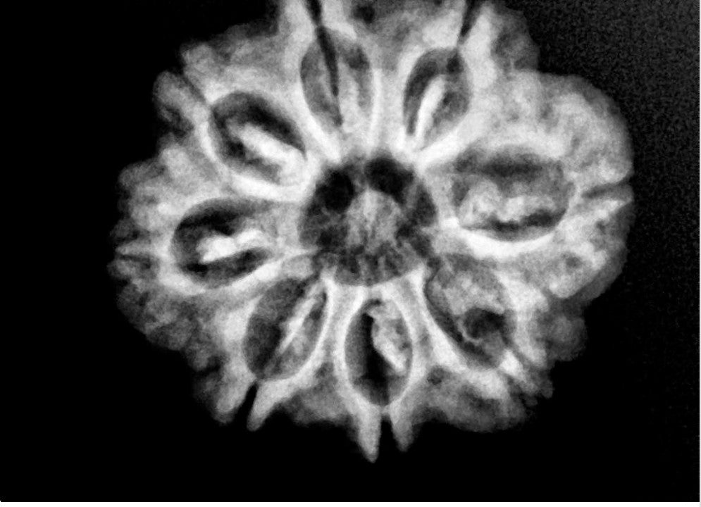 Original 8 Mukhi Nepal Rudraksha Full Seed - X-Ray Certified - Lord Ganesha Blessed