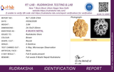 Original 8 Mukhi Nepal Rudraksha Full Seed - X-Ray Certified - Lord Ganesha Blessed