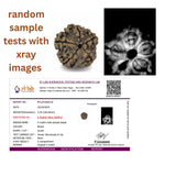 🕉️ 5 Mukhi Nepali Rudraksha Mala – 54 + 1 Beads (18–19 mm, Lab Certified & X-Ray Verified)