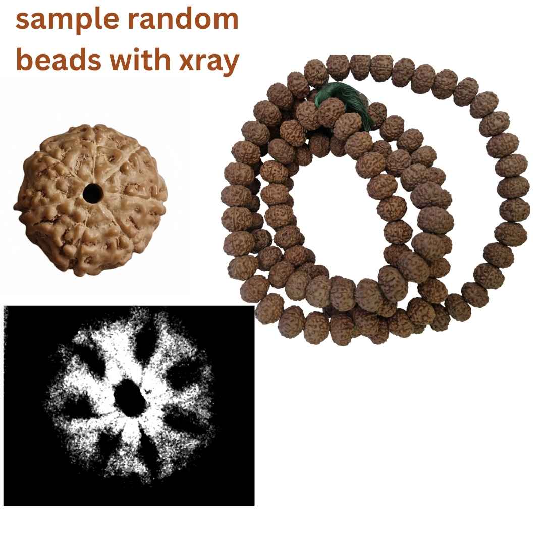 7 Mukhi Rudraksha Mala – 108+1 Beads (Indonesian Origin, 11–15mm)