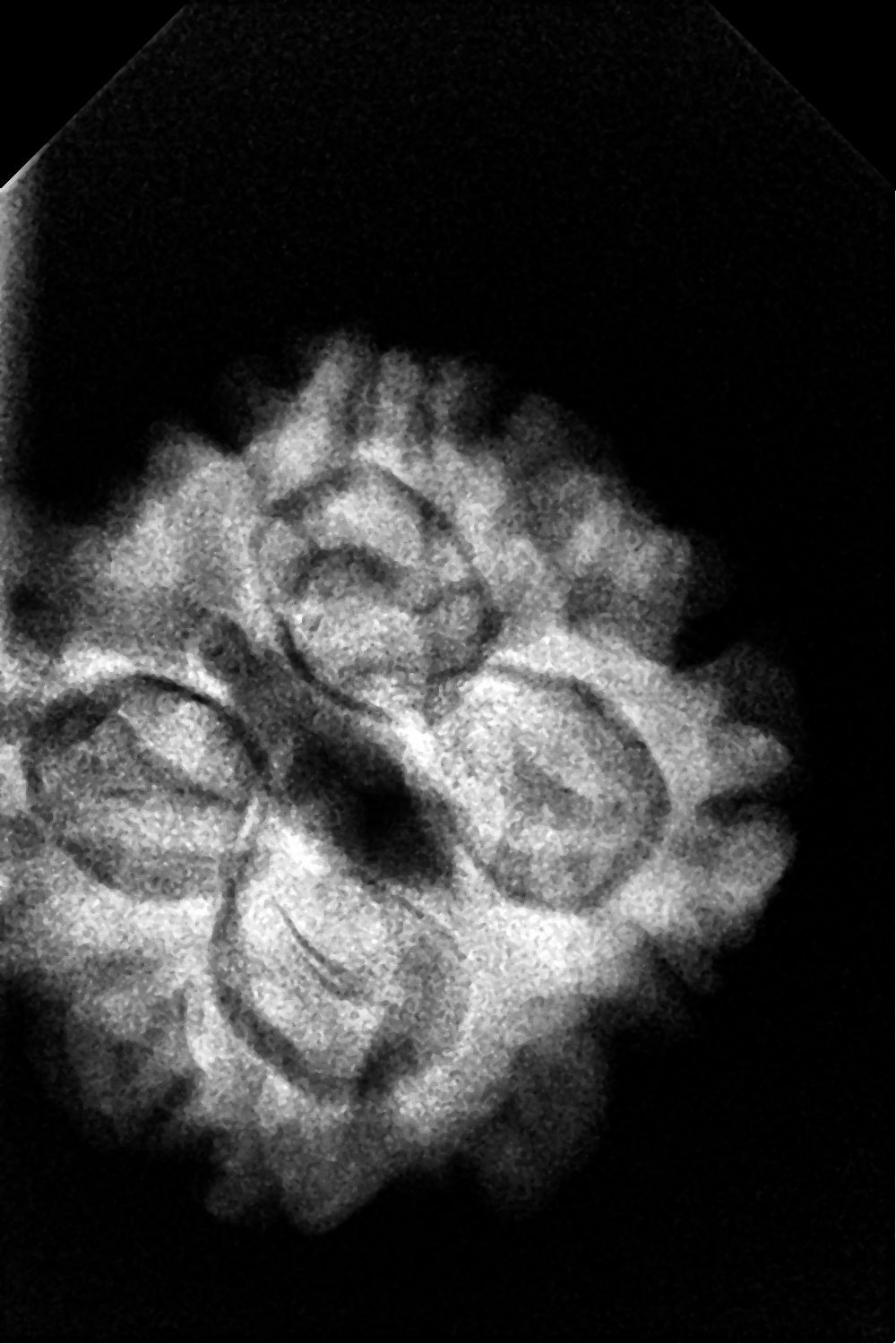 4 Mukhi Nepal Rudraksha 21mm+ with x-ray – Blessings of Lord Brahma for Knowledge, Creativity & Wisdom