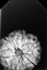 6 Mukhi Nepal Rudraksha (19-22mm Premium Bead) with xray – Wisdom, Focus & Emotional Strength