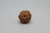 7 Mukhi Indonesian Rudraksha 17mm+ – Lab Certified Full Compartment Bead with X-Ray Certificate | Rudraksha-Store