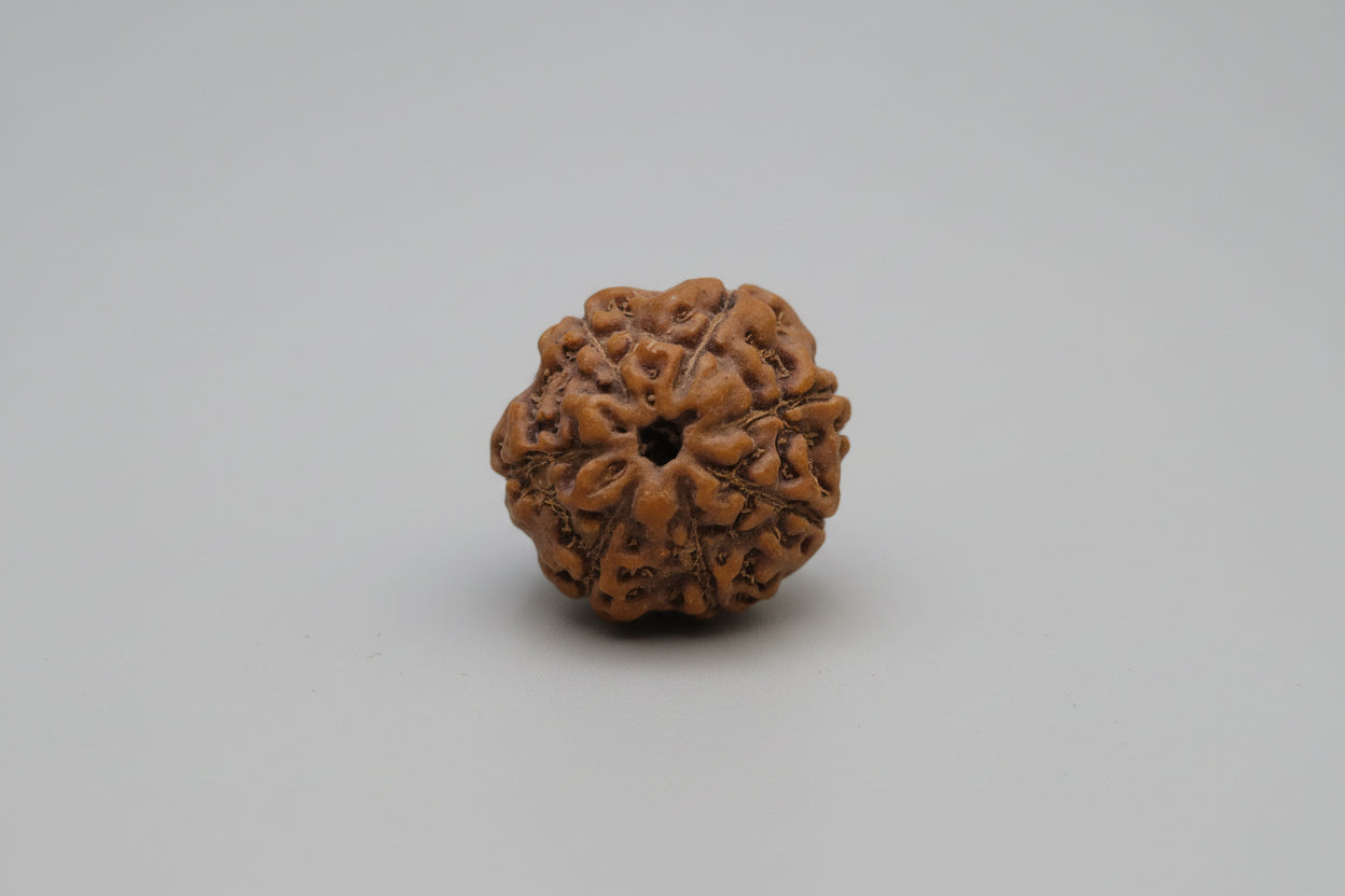 7 Mukhi Indonesian Rudraksha 17mm+ – Lab Certified Full Compartment Bead with X-Ray Certificate | Rudraksha-Store