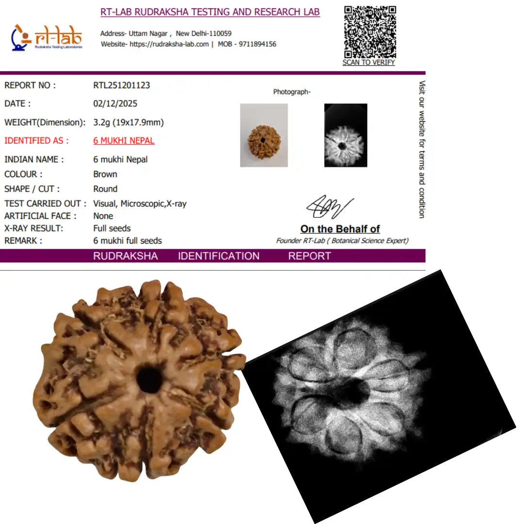6 Mukhi Nepal Rudraksha (19-22mm Premium Bead) with xray – Wisdom, Focus & Emotional Strength