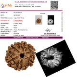 6 Mukhi Nepal Rudraksha (19-22mm Premium Bead) with xray – Wisdom, Focus & Emotional Strength