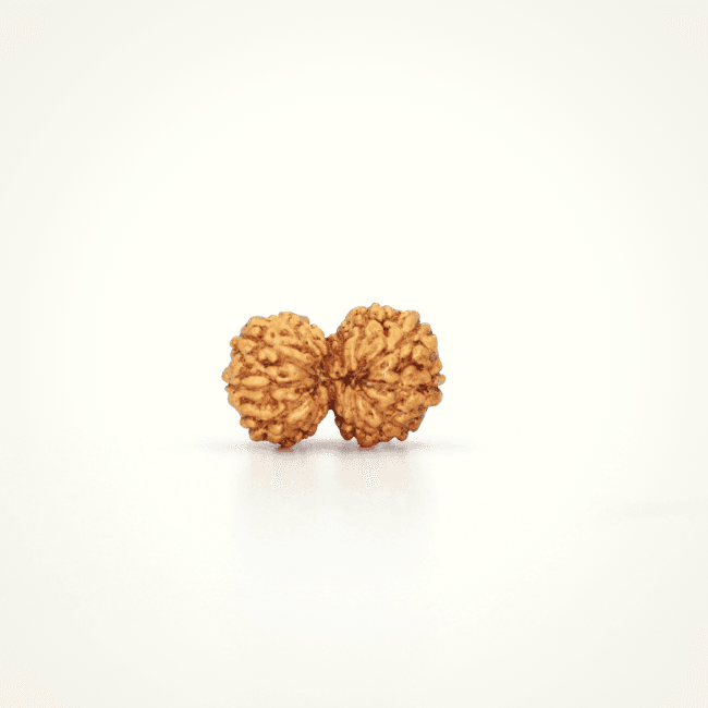 Indonesian Gaurishankar Rudraksha Small