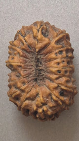 17 Mukhi Indonesian Rudraksha (16mm+ with X-Ray) – Divine Grace of Goddess Katyayani for Prosperity, Relationships & Spiritual Growth