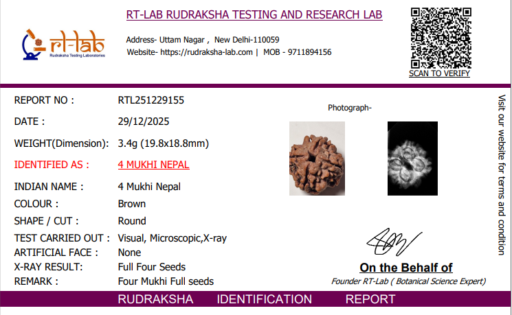 4 Mukhi Nepal Rudraksha 21mm+ with x-ray – Blessings of Lord Brahma for Knowledge, Creativity & Wisdom