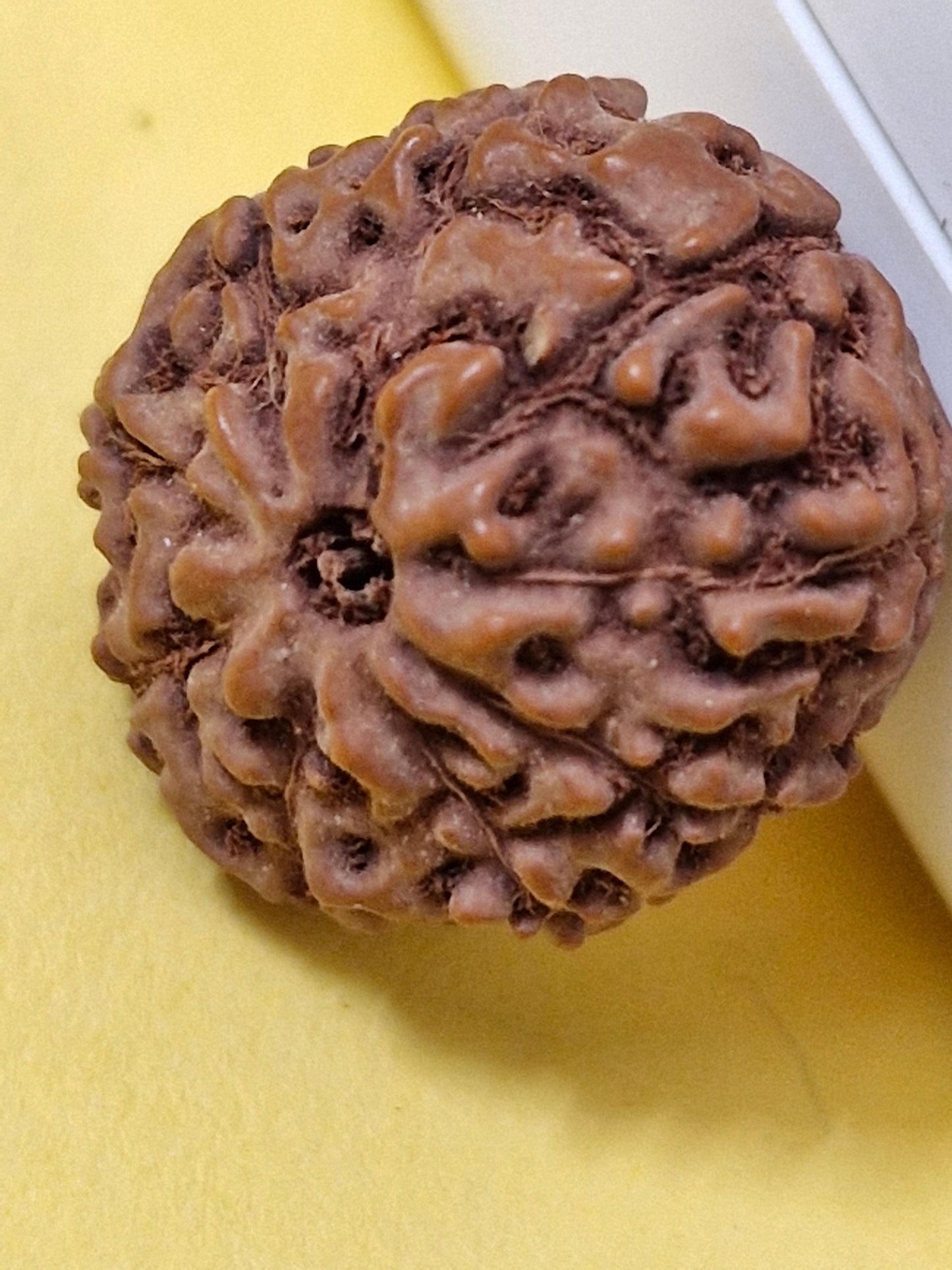 9 Mukhi Indonesian Rudraksha (Big Size with X-Ray) 17mm+ – Divine Energy of Goddess Durga for Power, Protection & Fearlessness
