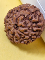 9 Mukhi Indonesian Rudraksha (Big Size with X-Ray) 17mm+ – Divine Energy of Goddess Durga for Power, Protection & Fearlessness