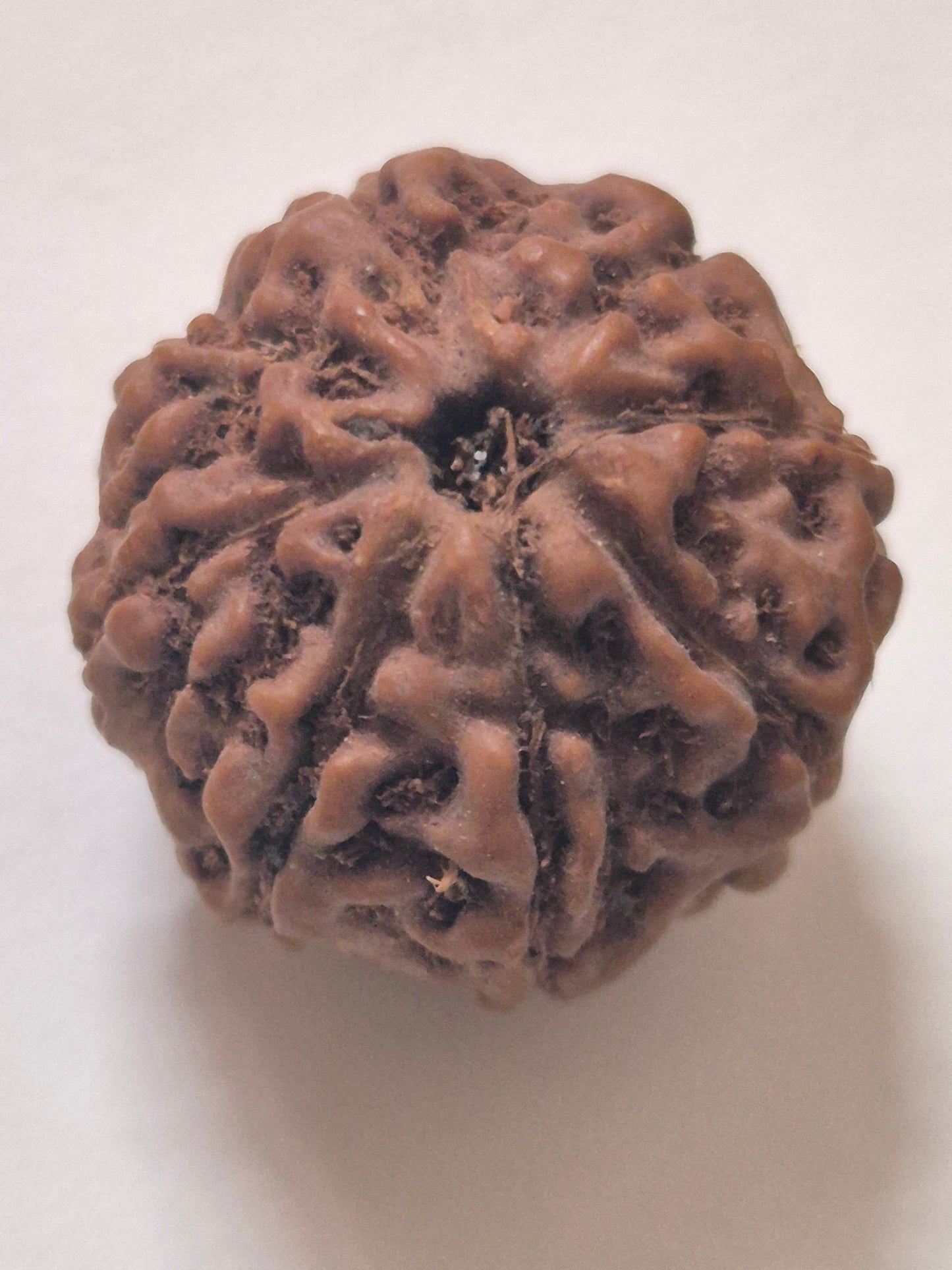 8 Mukhi Indonesian Rudraksha (16mm+) | X-Ray Certified Original Bead