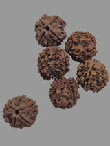4 Mukhi Rudraksha Wholesale Pack (20–21mm) | Genuine Nepal Beads