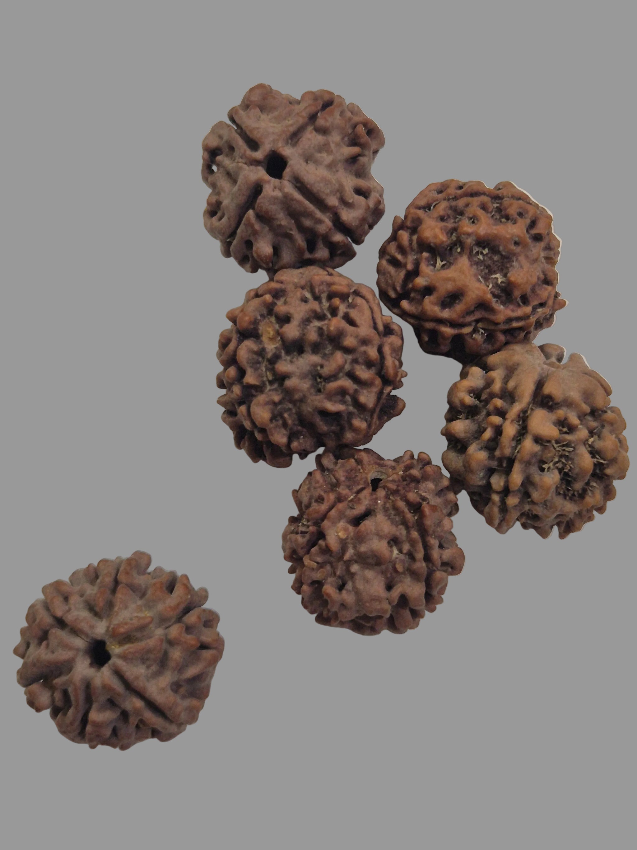 4 Mukhi Rudraksha Wholesale Pack (20–21mm) | Genuine Nepal Beads