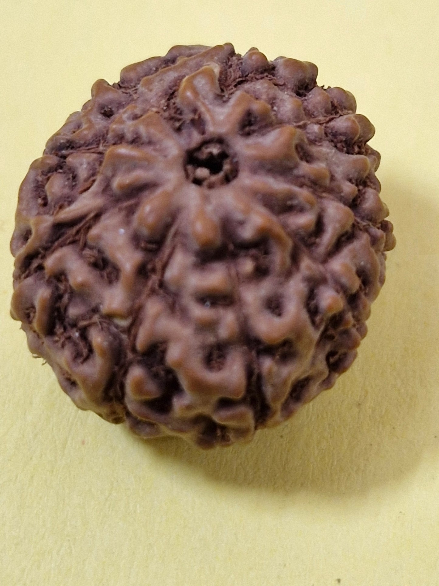 9 Mukhi Indonesian Rudraksha (Big Size with X-Ray) 17mm+ – Divine Energy of Goddess Durga for Power, Protection & Fearlessness