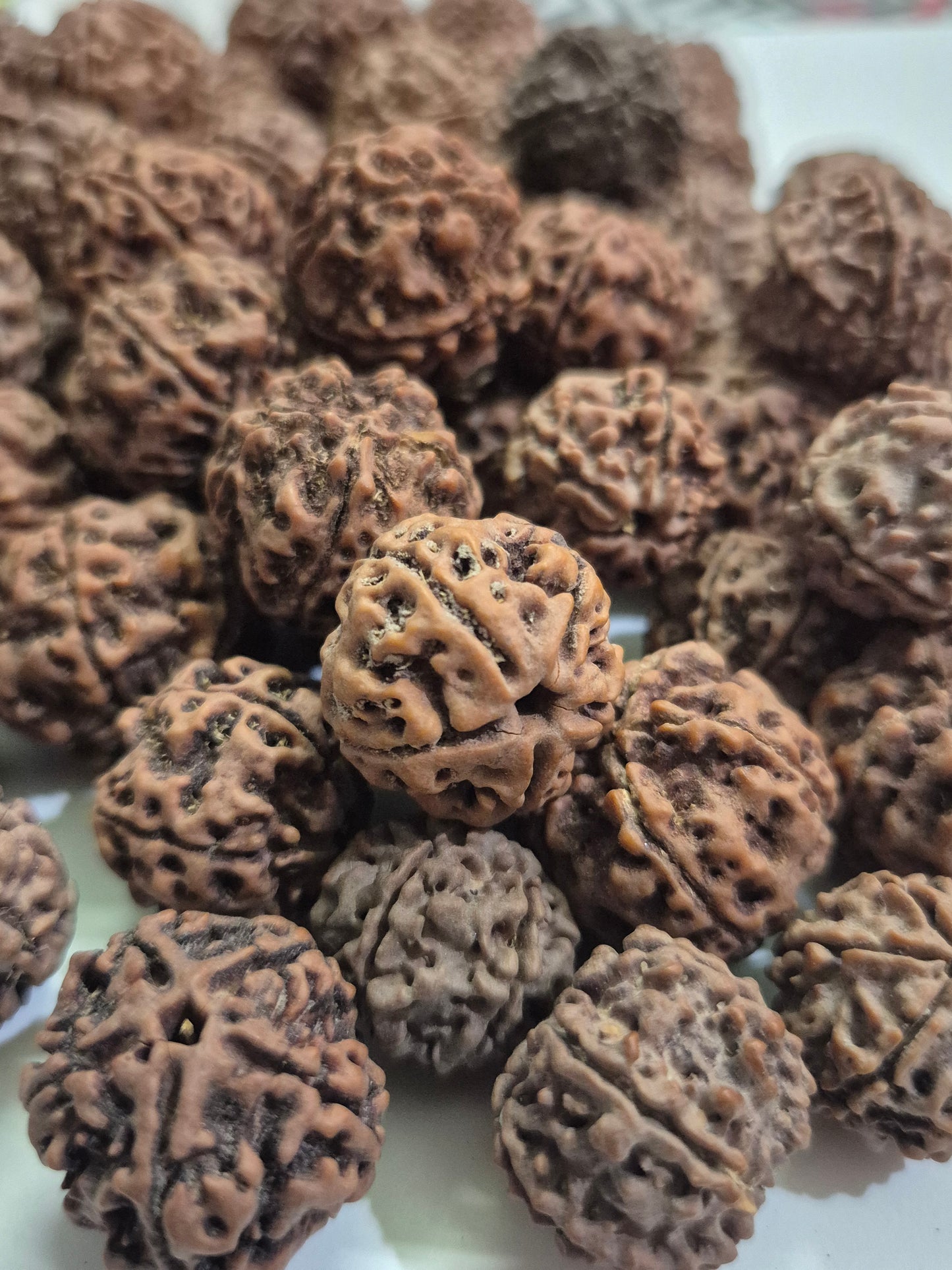 Wholesale 4-5-6 Mukhi Rudraksha Mixed Beads | Natural Rudraksha in Bulk