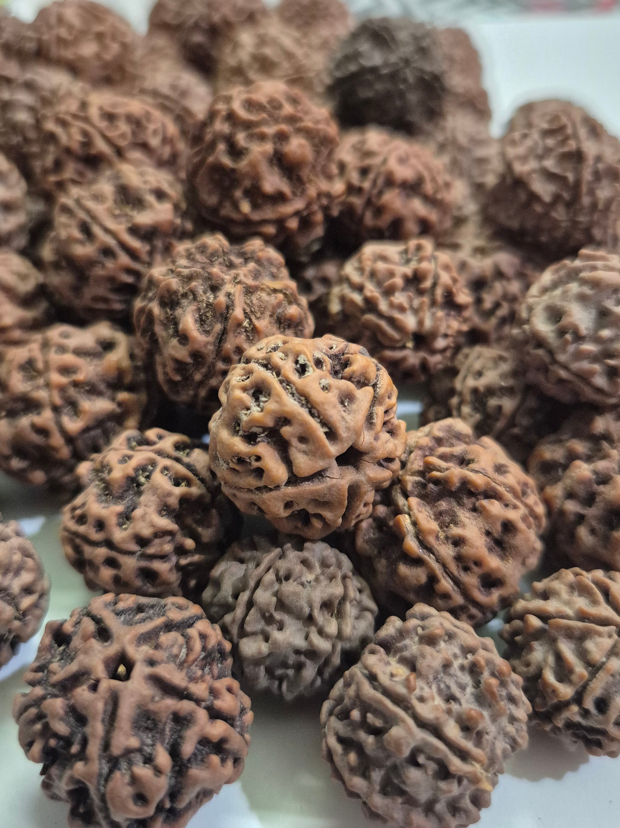 Wholesale 4-5-6 Mukhi Rudraksha Mixed Beads | Natural Rudraksha in Bulk