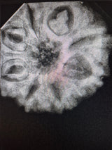 8 Mukhi Indonesian Rudraksha (16mm+) | X-Ray Certified Original Bead