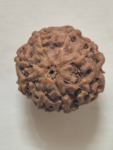 8 Mukhi Indonesian Rudraksha (16mm+) | X-Ray Certified Original Bead