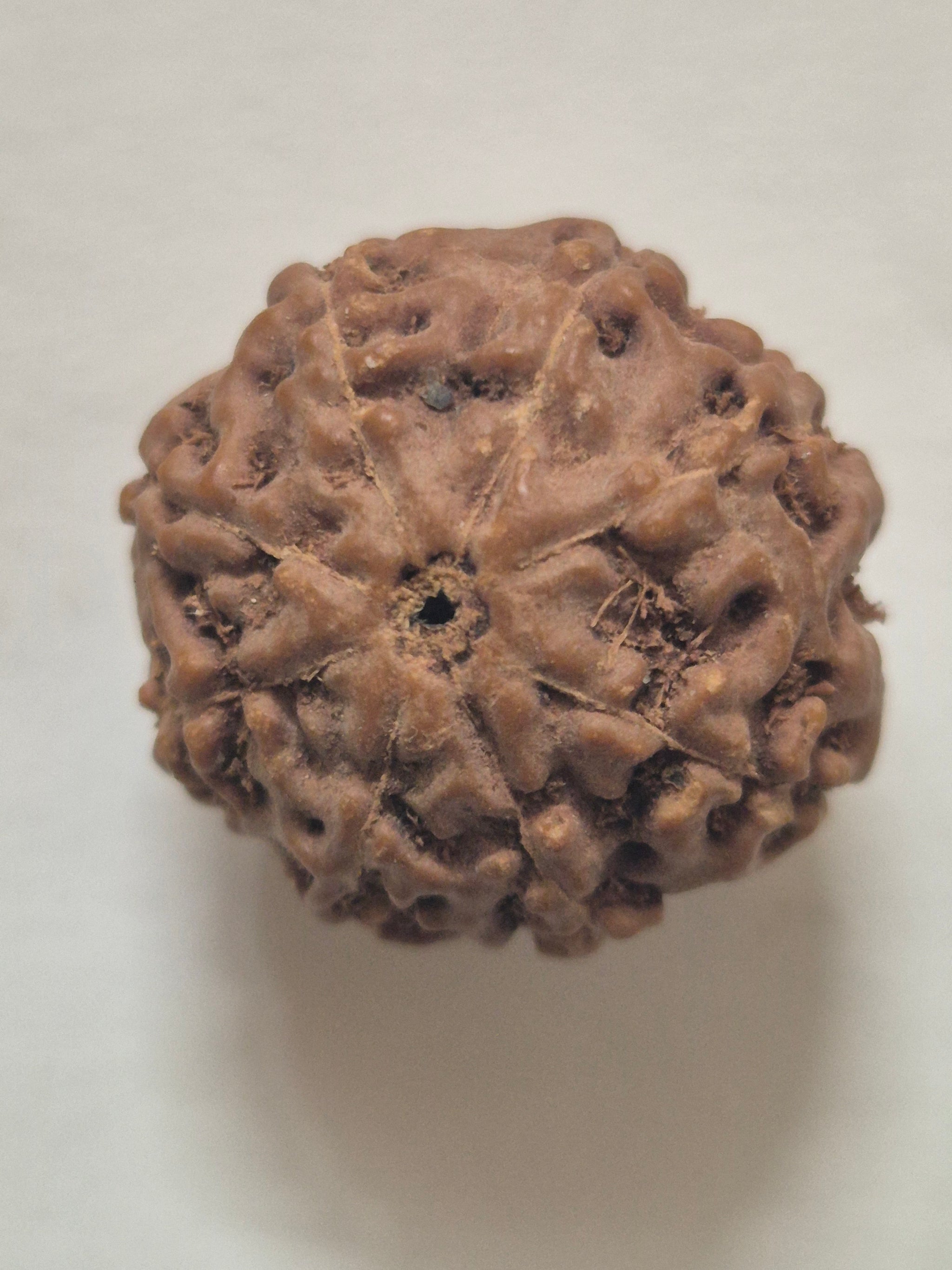 8 Mukhi Indonesian Rudraksha (16mm+) | X-Ray Certified Original Bead