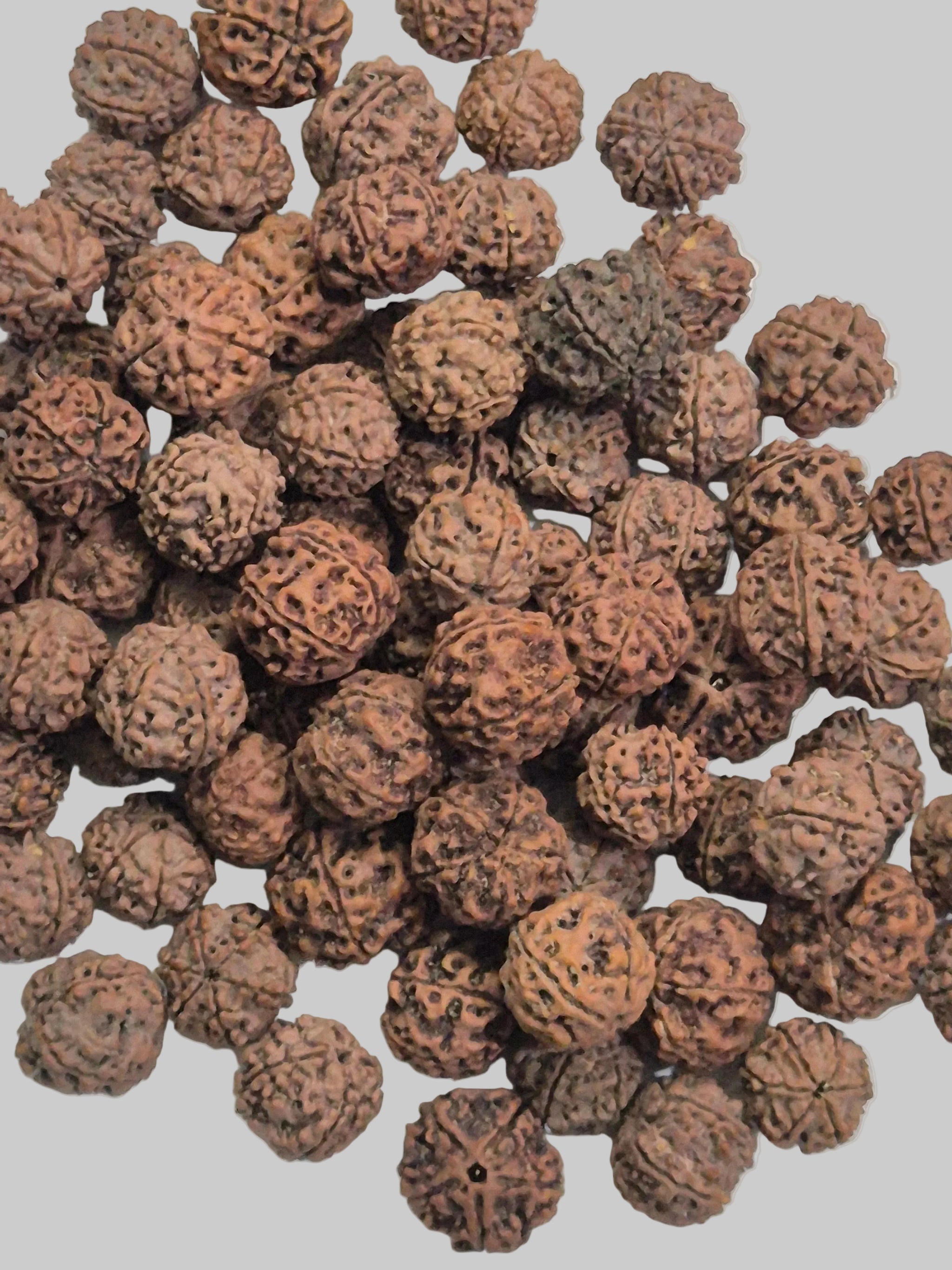 Wholesale 4-5-6 Mukhi Rudraksha Mixed Beads | Natural Rudraksha in Bulk