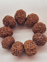 7 & 8 Mukhi Rudraksha Combo (11–14mm) – 9 Beads for Business Growth, Wealth & Success